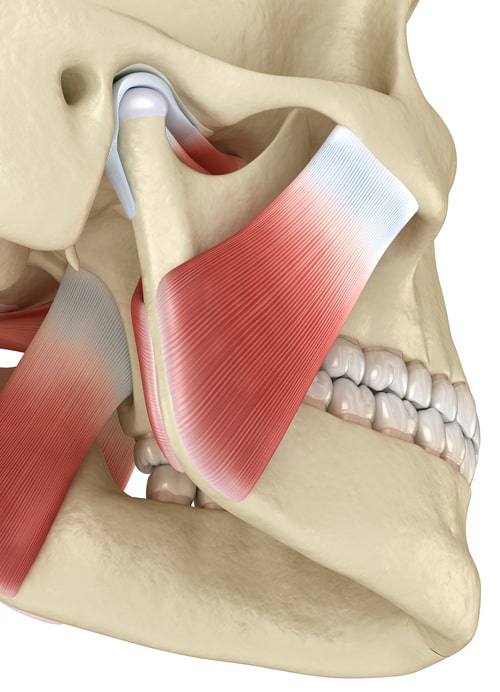 temporomandibular-joint temporomandibular-joint